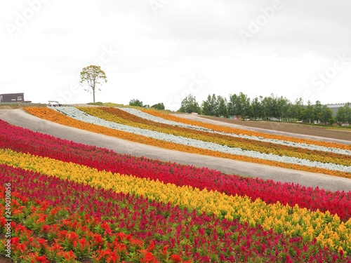 Landscape view of Colorful of flower bed in summer of Hokkaido, Japan