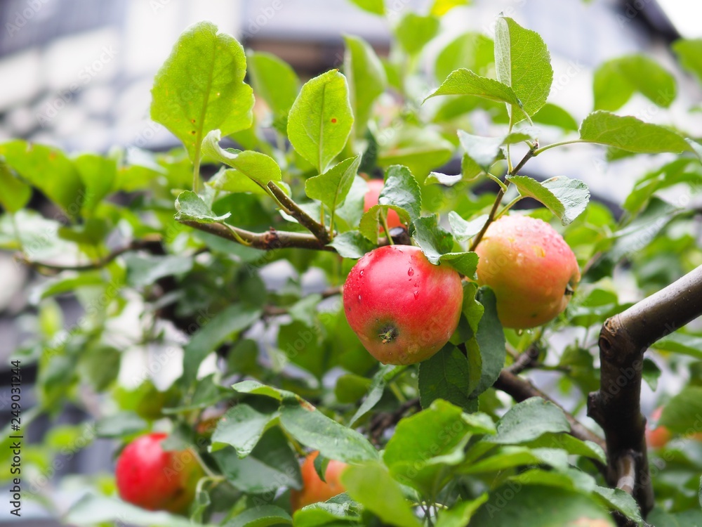 Fresh apple fruit on tree with raindrop the refreshment background