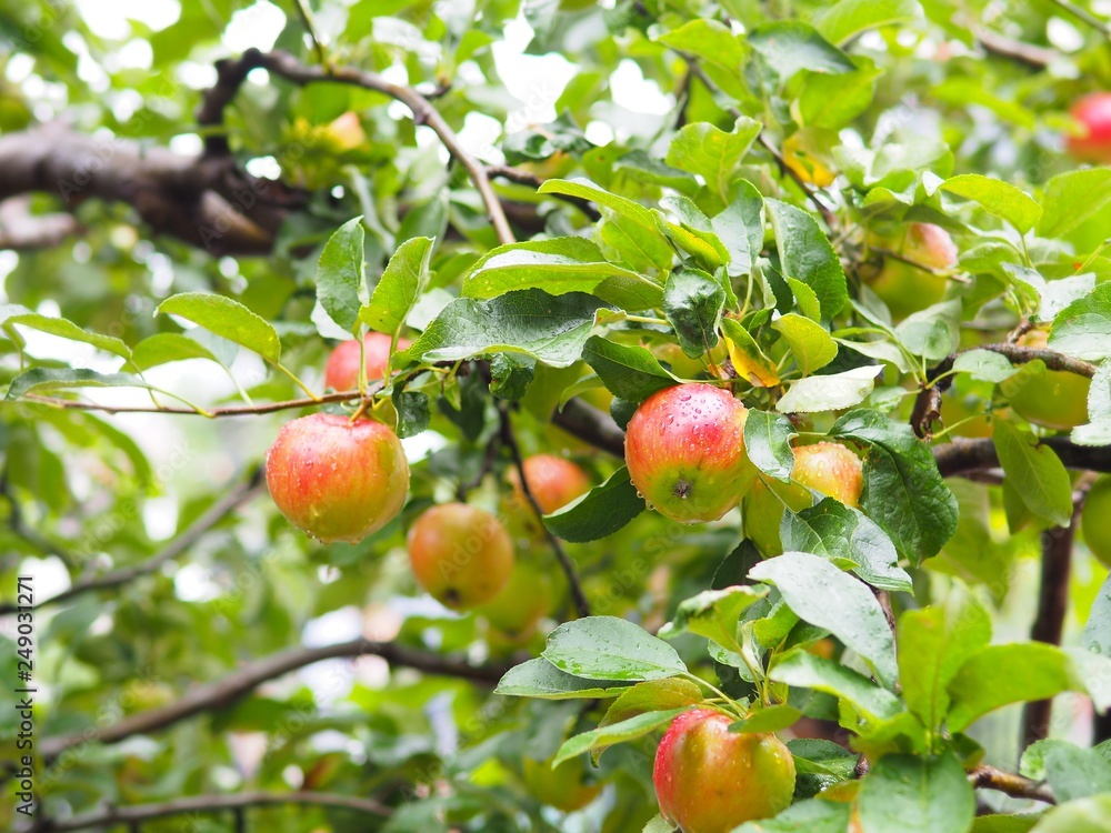 Fresh apple fruit on tree with raindrop the refreshment background