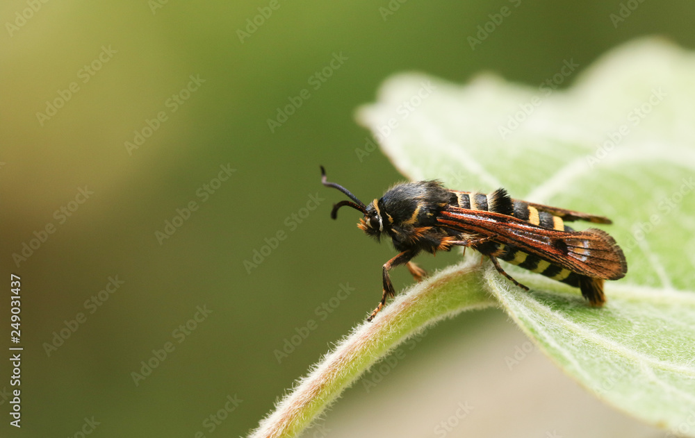 Fototapeta premium A stunning Rare Raspberry Clearwing Moth (Pennisetia hylaeiformis) perched on a leaf. 