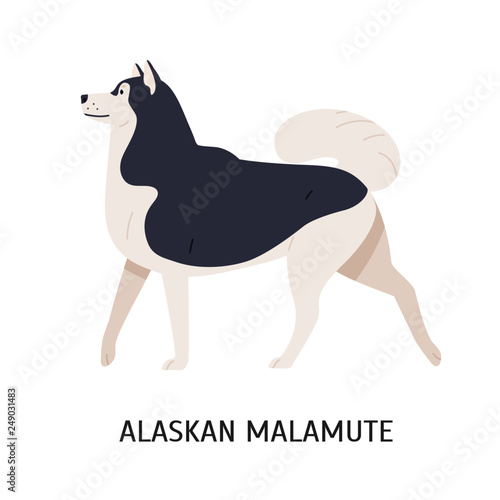 Alaskan Malamute
