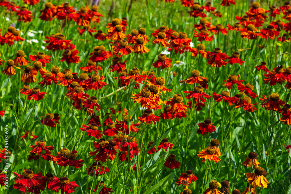 Black Eyed Susan, Rudbeckia hirta, red flowers at flowerbed background, selective focus, shallow DOF