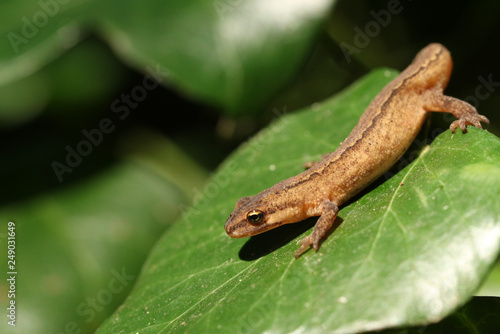 A Smooth Newt  also known as the Common Newt (Lissotriton vulgaris) climbing over an Ivy leaf.
