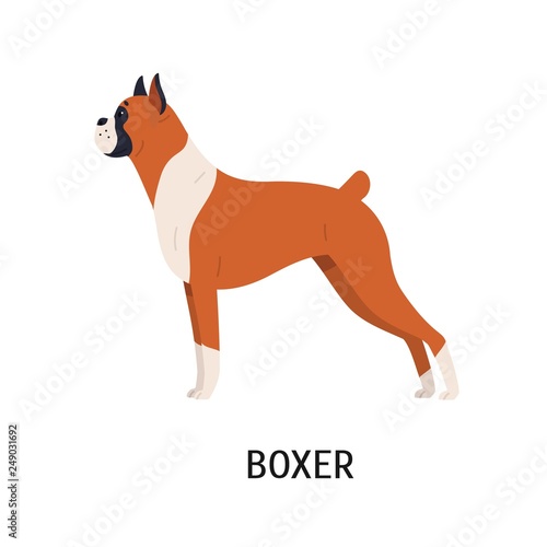 Boxer