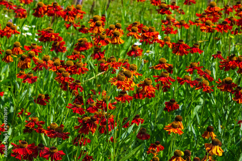 Black Eyed Susan, Rudbeckia hirta, red flowers at flowerbed background, selective focus, shallow DOF