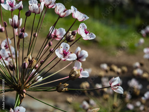 Flowers Flowering rush or Butomus umbellatus at pond macro, selective focus, shallow DOF photo