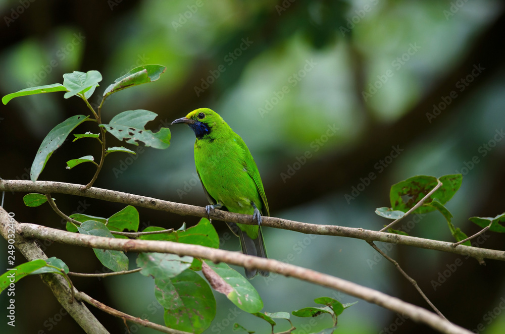 Obraz premium Golden-fronted leafbird on the branch