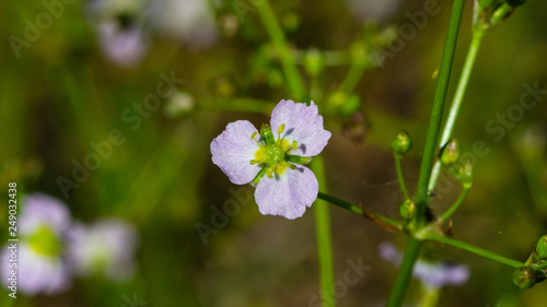 Flower of European water-plantain or Alisma plantago-aquatica close-up, selective focus, shallow DOF