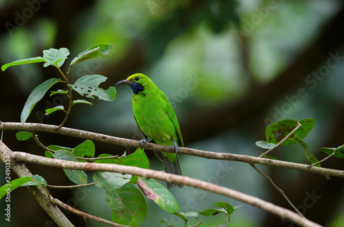 Golden-fronted leafbird on the branch © forest71
