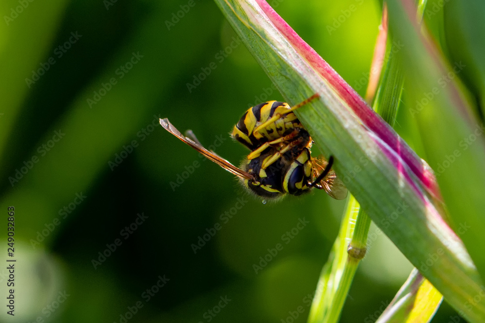 Wasp & Prey Wasp & Prey