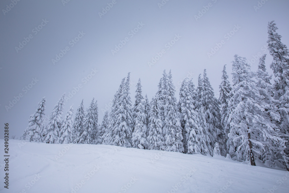 Fototapeta Frozen trees in foggy weather in winter.