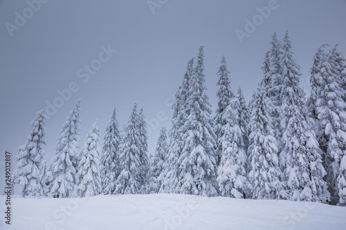 Frozen trees in foggy weather in winter. © belyaaa