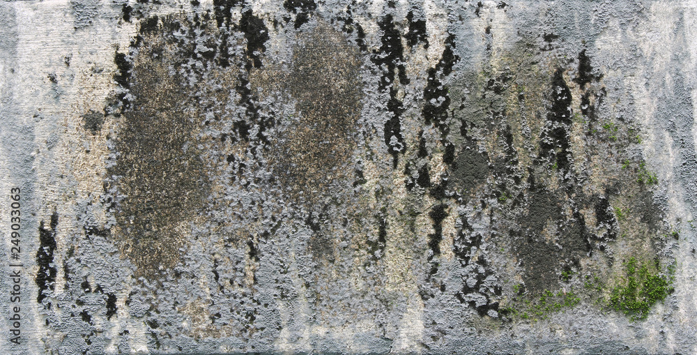 Fototapeta premium background texture: the surface of old concrete slab covered with moss or algae