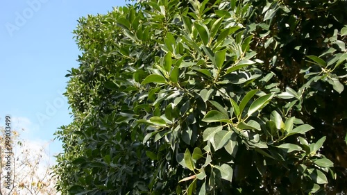 ficus tree. windy green leaves moving in wind photo