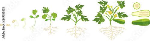 Life cycle of zucchini plant. Growth stages from seeding to flowering and fruit-bearing plant