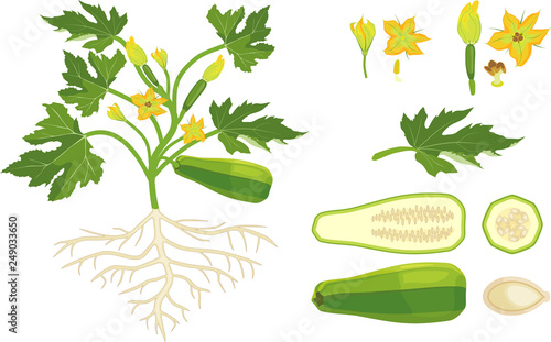 General view of zucchini plant with ripe fruit, green leaves and root system isolated on white background