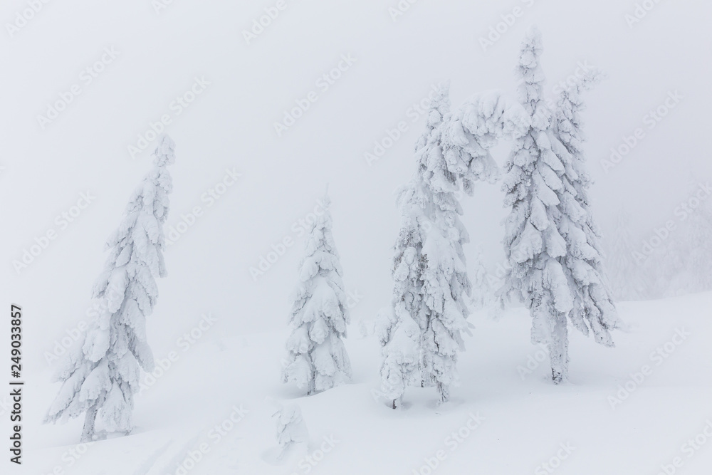 Fototapeta premium Frozen trees in foggy weather in winter.