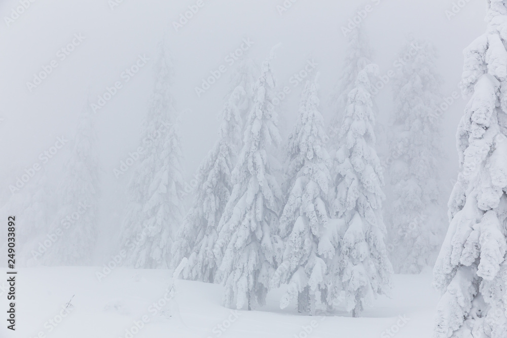 Frozen trees in foggy weather in winter. Frozen trees in foggy weather in winter.