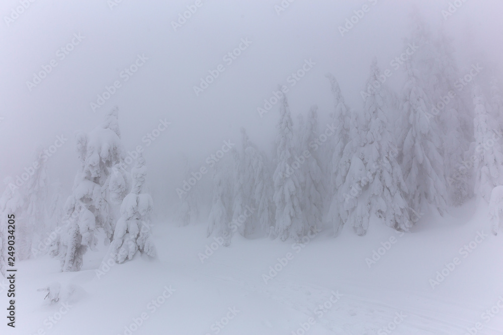 Fototapeta premium Winterland