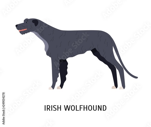 Irish wolfhound