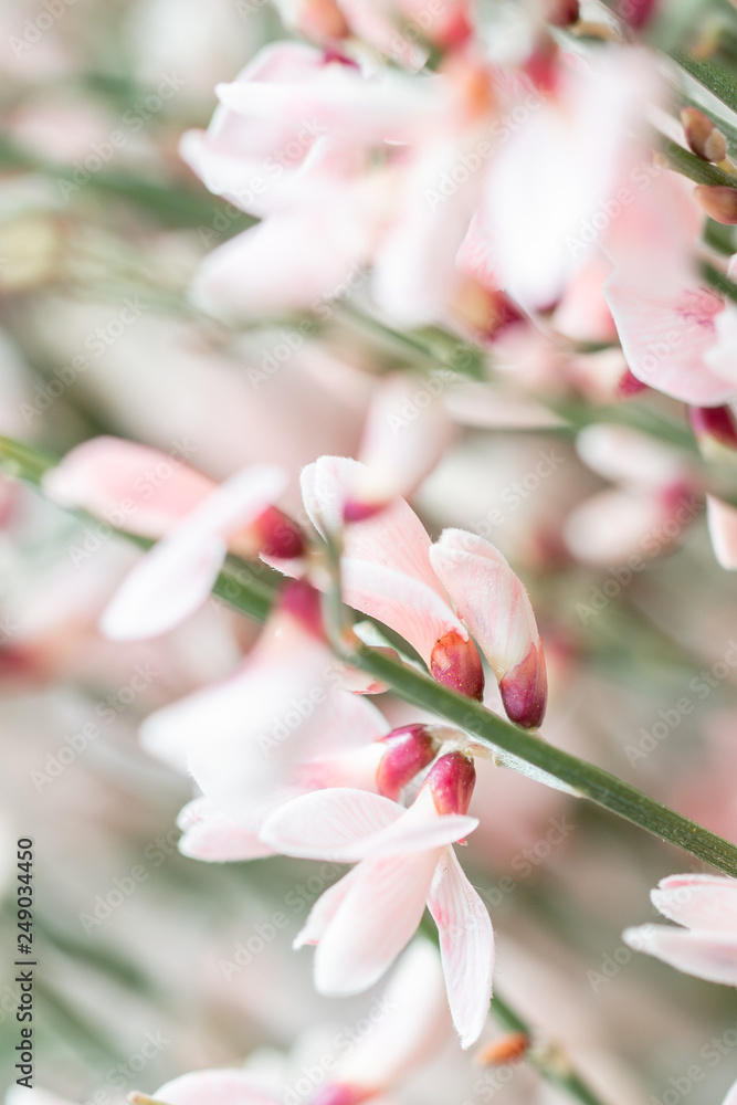Close up Bouquet in a glass vase of light pink genista cytisus flowers. Pastel color. Spring flowering plant branches. flower shop