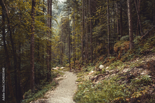 Walk in deep forest of Hallstatt, Austria, Europe