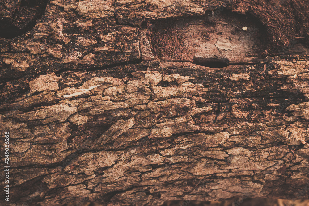 Fototapeta premium wood texture background