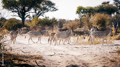 Zebras   berqueren die Sandpiste w  hrend eines Game Drives  Makgadikgadi Pans Nationalpark  Botswana