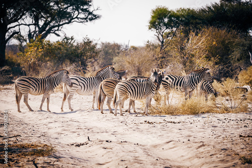 Zebras   berqueren die Sandpiste w  hrend eines Game Drives  Makgadikgadi Pans Nationalpark  Botswana
