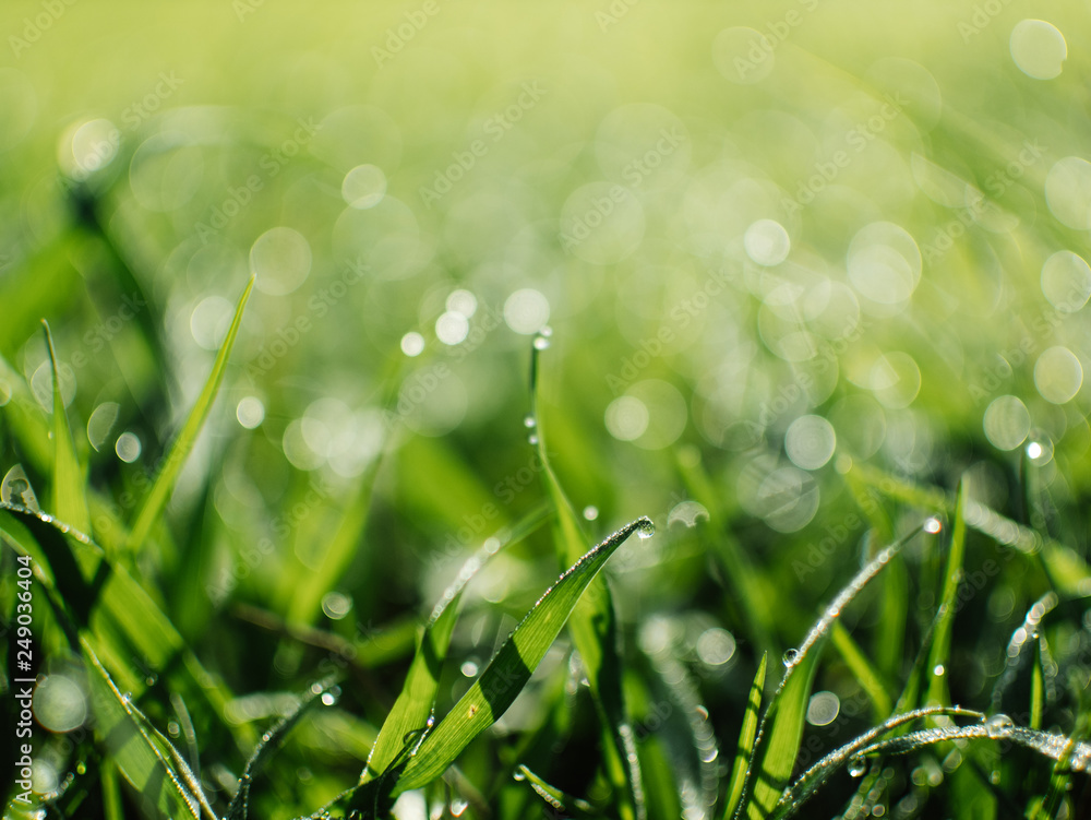 Fototapeta premium Dew drops on the grass. Spring dawn.