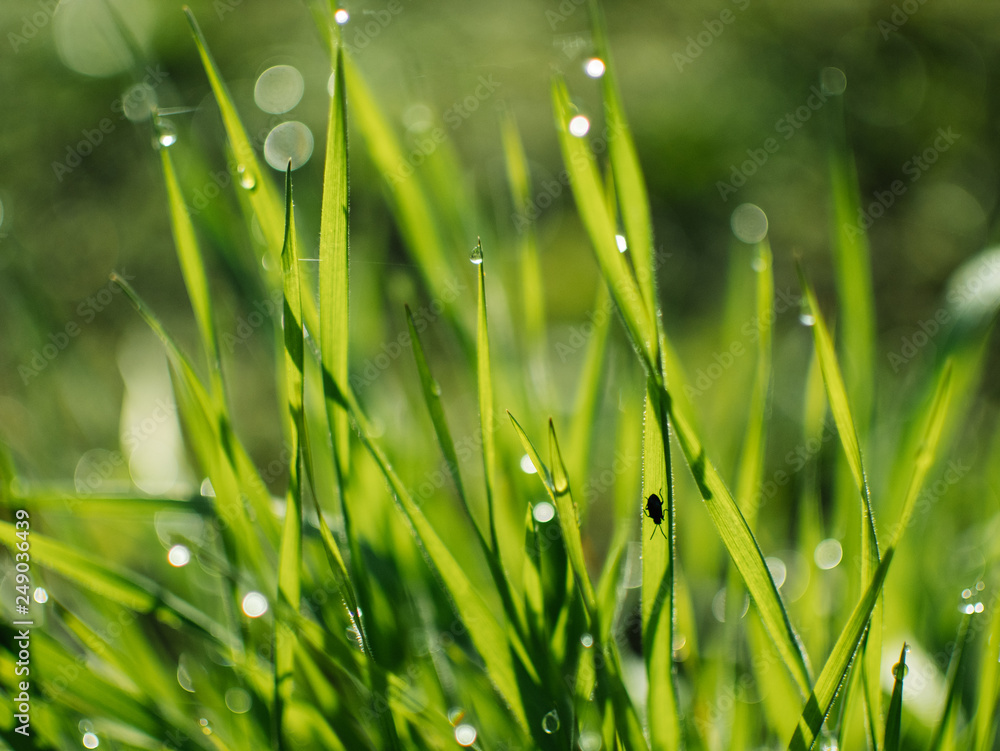 Fototapeta premium Dew drops on the grass. Spring dawn.