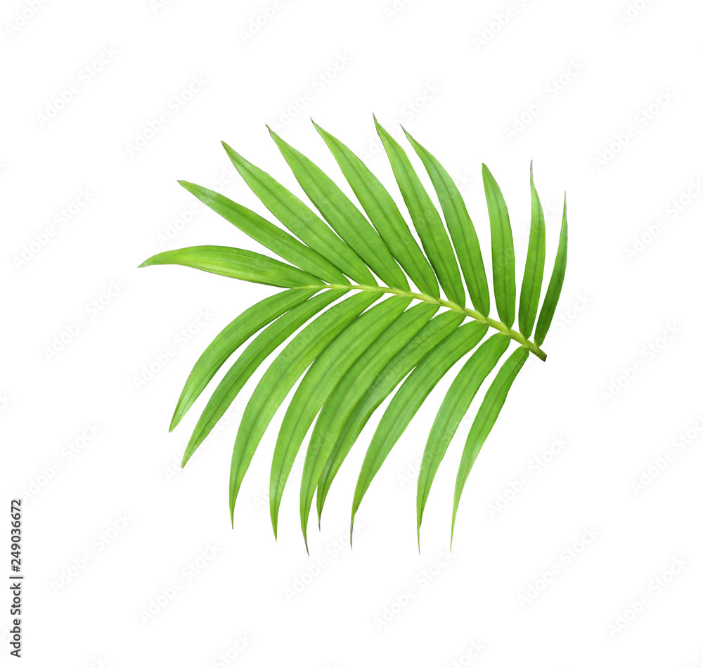 green leaf of palm tree isolated on white background green leaf of palm tree isolated on white background