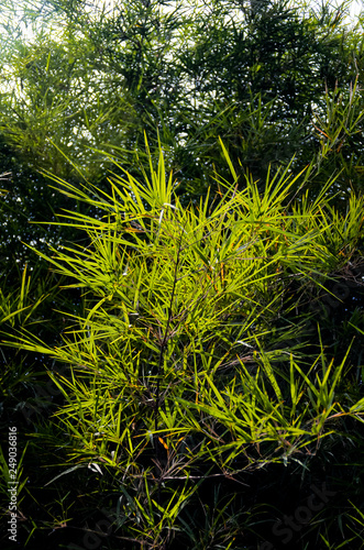 Bamboo leaf close up shot © Beach boy 2024