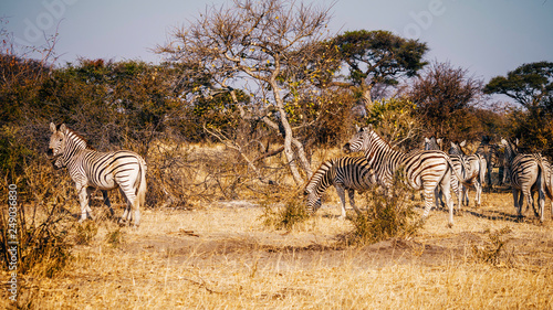 Zebras im Buschland bei Sonnenuntergang  Makgadikgadi Pans Nationalpark  Botswana