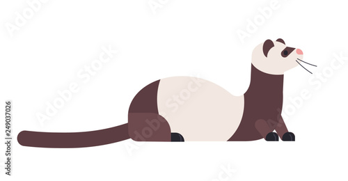 Photography Cute domestic ferret or wild polecat