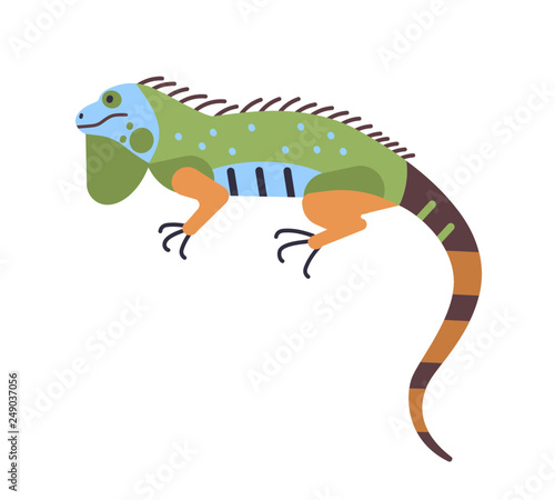 Bright colored iguana isolated on white background