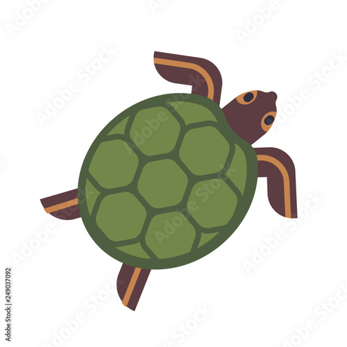 Sea turtle, tortoise or terrapin isolated on white background
