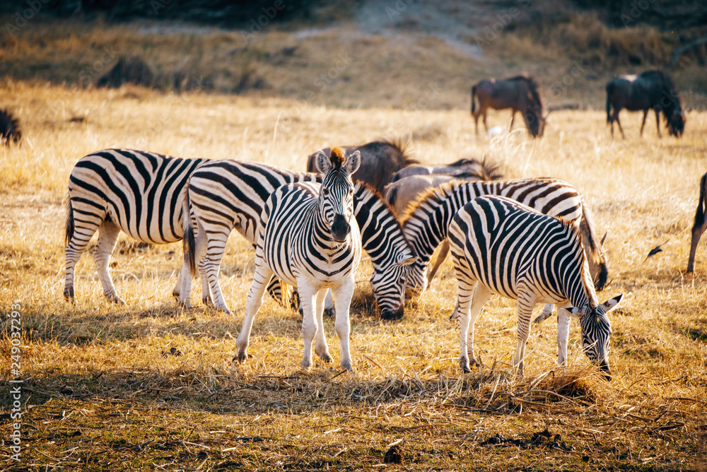 Zebras bei Sonnenuntergang in der Nähe eines Wasserlochs grasend, Makgadikgadi Pans Nationalpark, Botswana