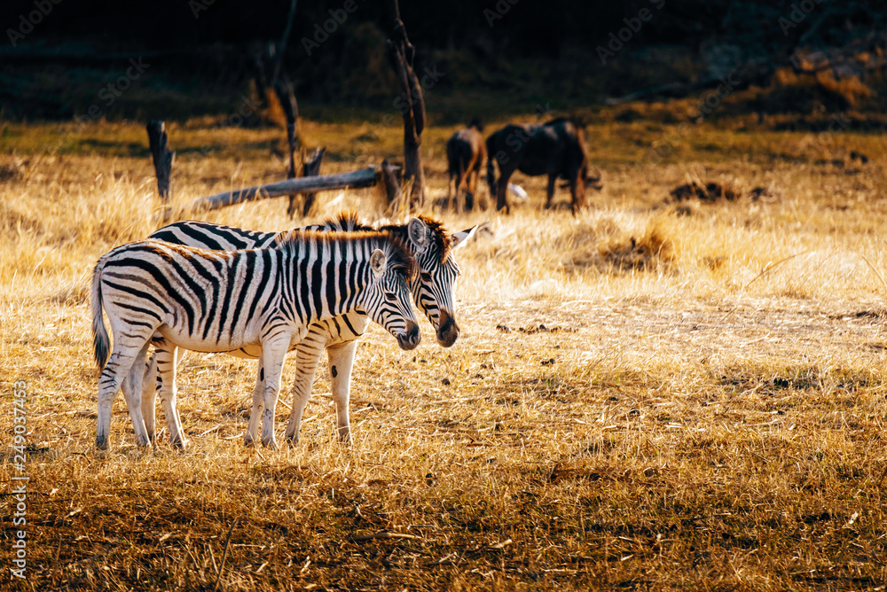 Fototapeta premium Zebra mit Fohlen in der Abendsonne, Makgadikgadi Pans Nationalpark, Botswana