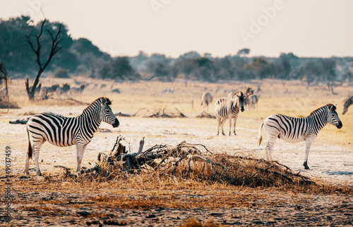 Eine Herde Zebras in der Abendsonne bei Gegenlicht  Makgadikgadi Pans Nationalpark  Botswana