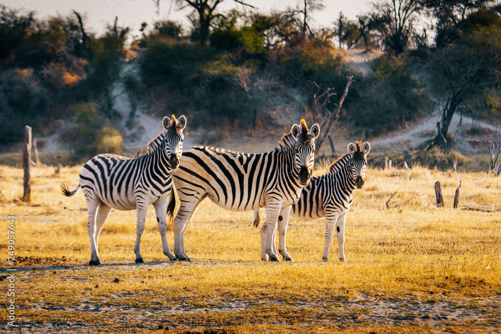 Obraz premium Trzy zebry w wieczornym słońcuMakgadikgadi Pans National Park, Botswana