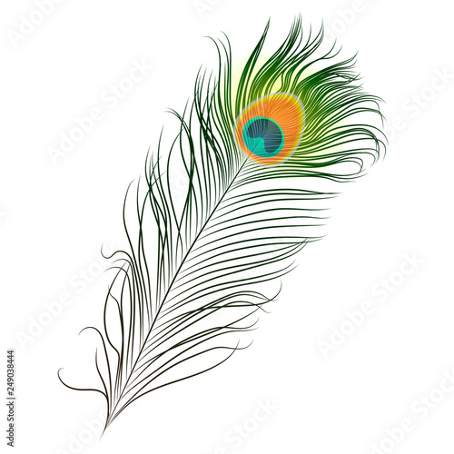 peacock plume. colorful feather vector illustration