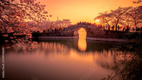 Wallpaper Mural A place where cherry blossoms are in full bloom Torontodigital.ca