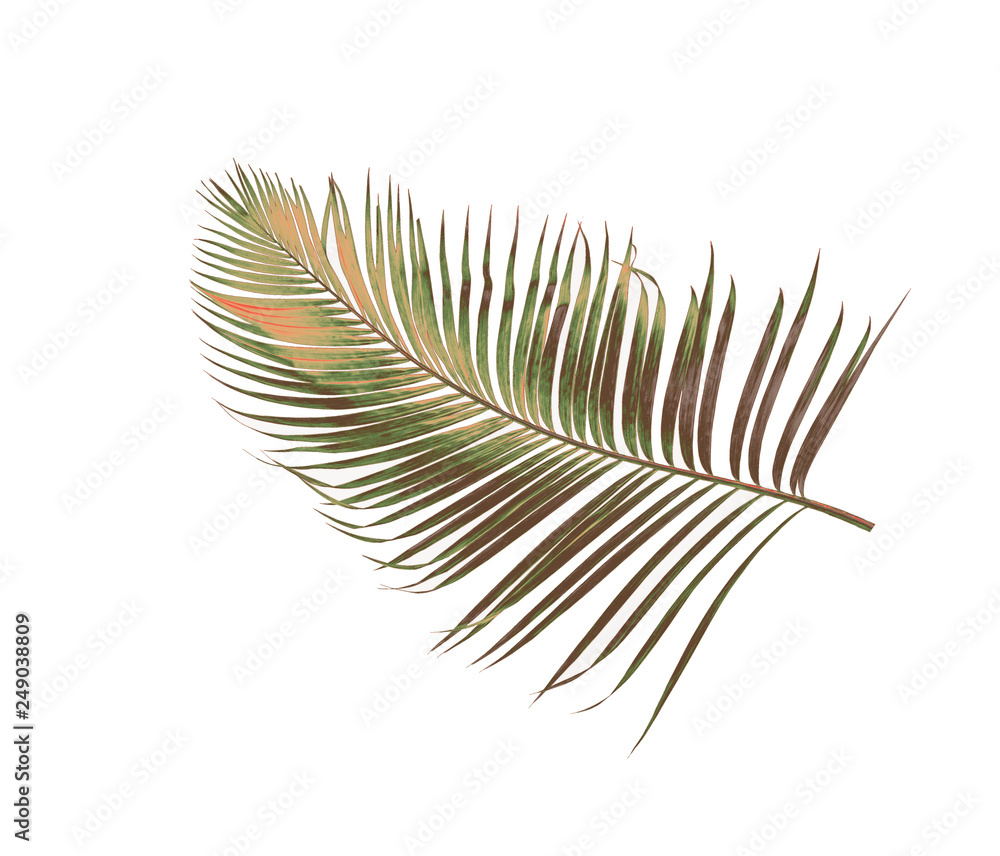 Obraz premium concept summer with green palm leaf from tropical . frond floral leaves branches tree isolated on white pattern background. flat lay, top view.