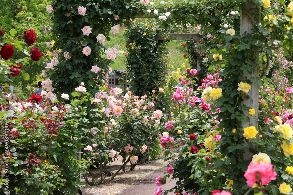 ばら園　薔薇ガーデン　ばら公園　薔薇　バラ　ばら