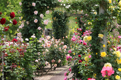 ばら園　薔薇ガーデン　ばら公園　薔薇　バラ　ばら