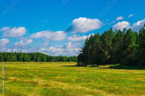 Yellow field and far away green forest, blue sky in summer day