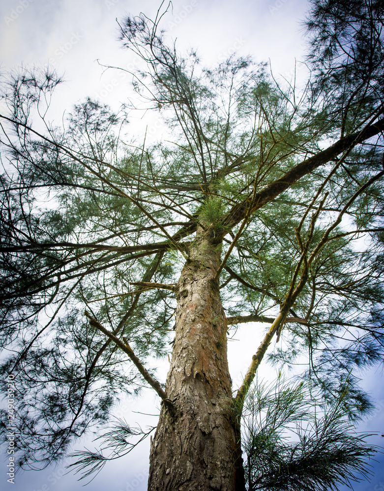Fototapeta premium tree on a background of blue sky