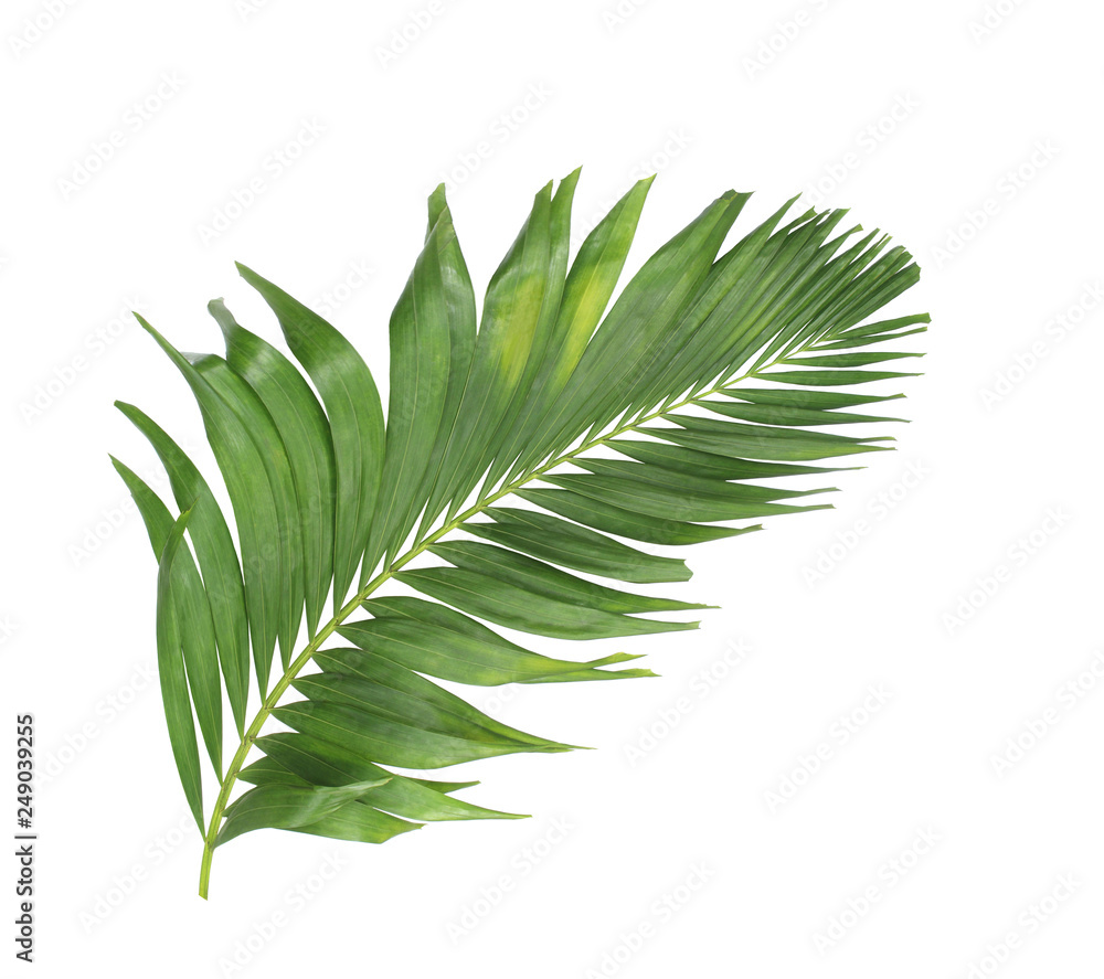 concept summer with green palm leaf from tropical . frond floral leaves branches tree isolated on white pattern background. flat lay, top view. concept summer with green palm leaf from tropical . frond floral leaves branches tree isolated on white pattern background. flat lay, top view.