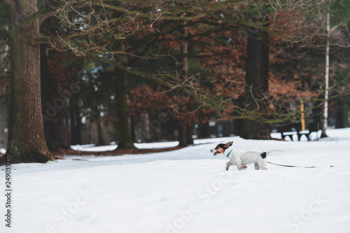 Two small dogs are chasing in snow in the park
